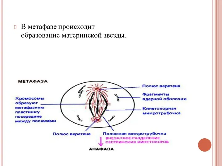 В метафазе происходит образование материнской звезды.