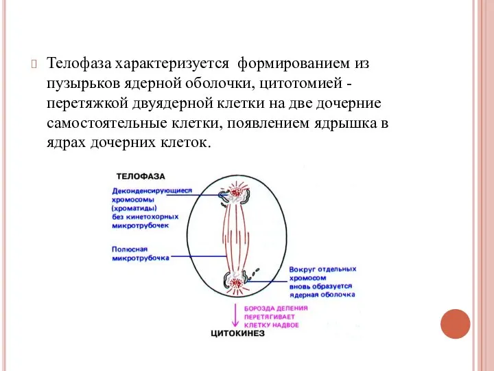 Телофаза характеризуется формированием из пузырьков ядерной оболочки, цитотомией - перетяжкой двуядерной