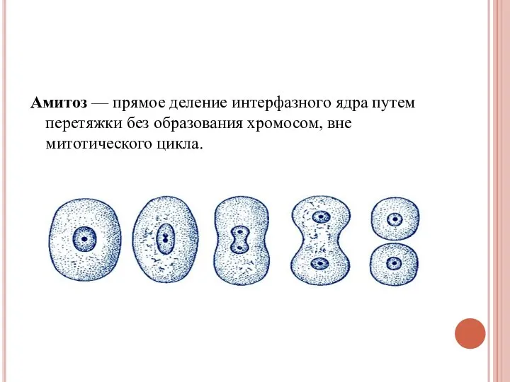 Амитоз — прямое деление интерфазного ядра путем перетяжки без образования хромосом, вне митотического цикла.