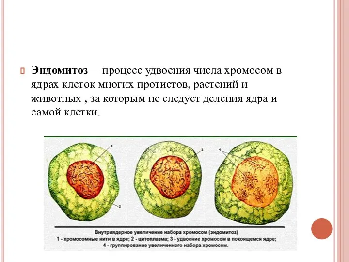 Эндомитоз— процесс удвоения числа хромосом в ядрах клеток многих протистов, растений