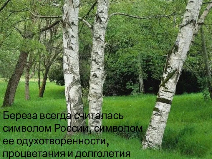 Береза всегда считалась символом России, символом ее одухотворенности, процветания и долголетия