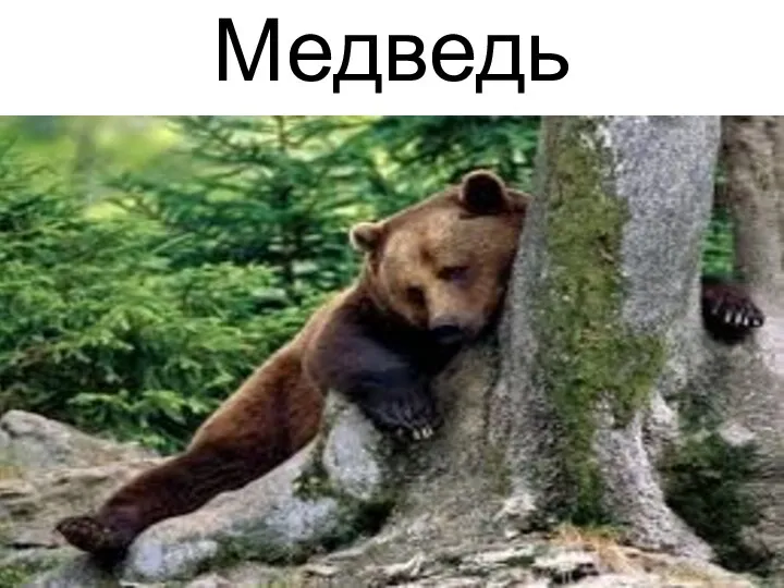 Медведь