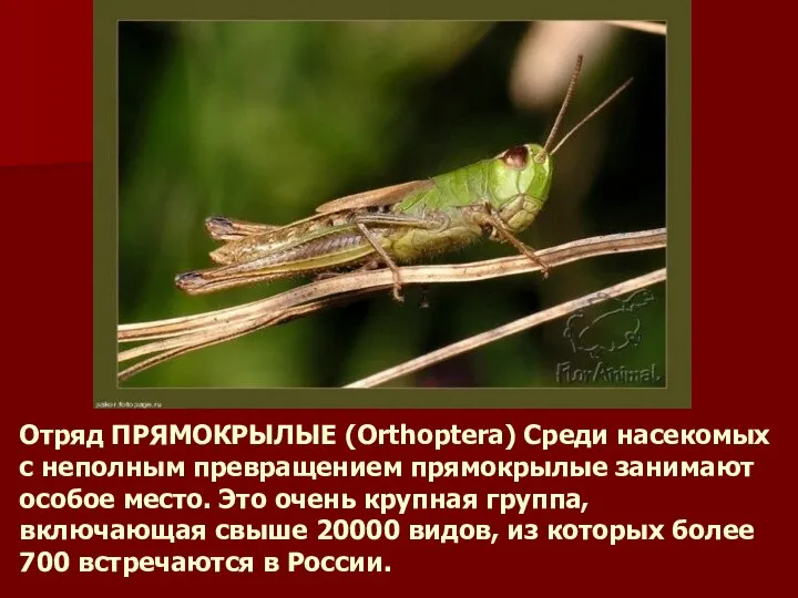 Отряд ПРЯМОКРЫЛЫЕ (Orthoptera) Среди насекомых с неполным превращением прямокрылые занимают особое