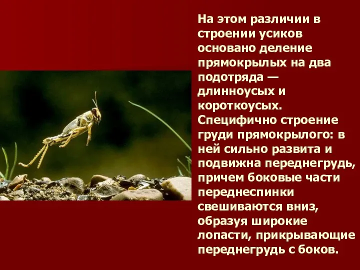 На этом различии в строении усиков основано деление прямокрылых на два