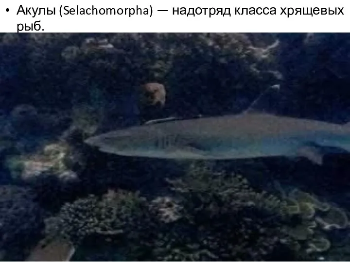 Акулы (Selachomorpha) — надотряд класса хрящевых рыб.