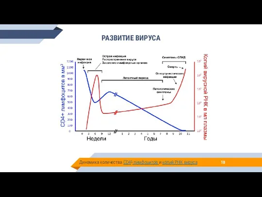 Динамика количества CD4+-лимфоцитов и копий РНК вируса РАЗВИТИЕ ВИРУСА