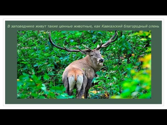 В заповеднике живут такие ценные животные, как Кавказский благородный олень