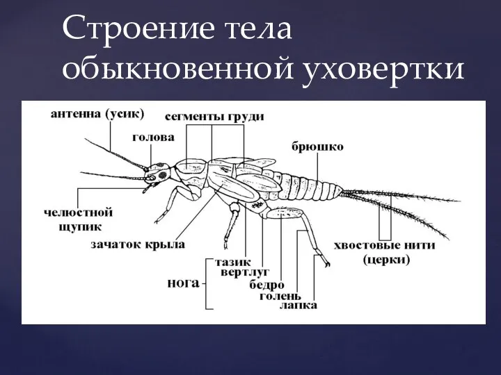 Строение тела обыкновенной уховертки