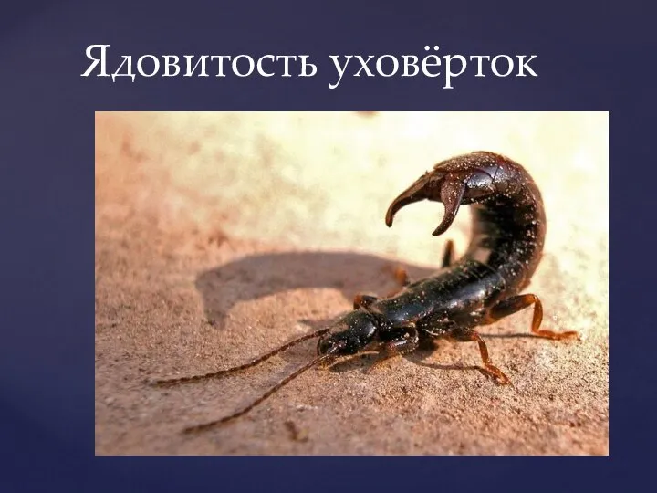 Ядовитость уховёрток