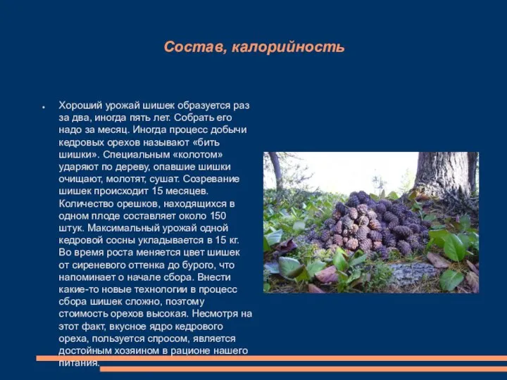 Состав, калорийность Хороший урожай шишек образуется раз за два, иногда пять