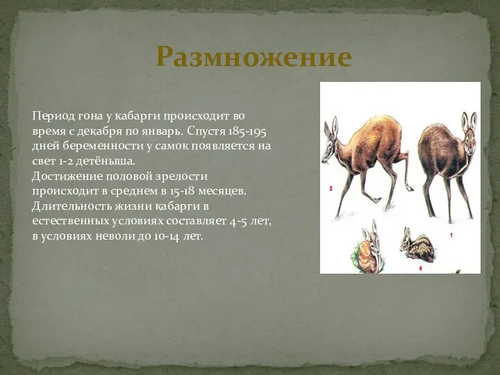 Размножение Период гона у кабарги происходит во время с декабря по