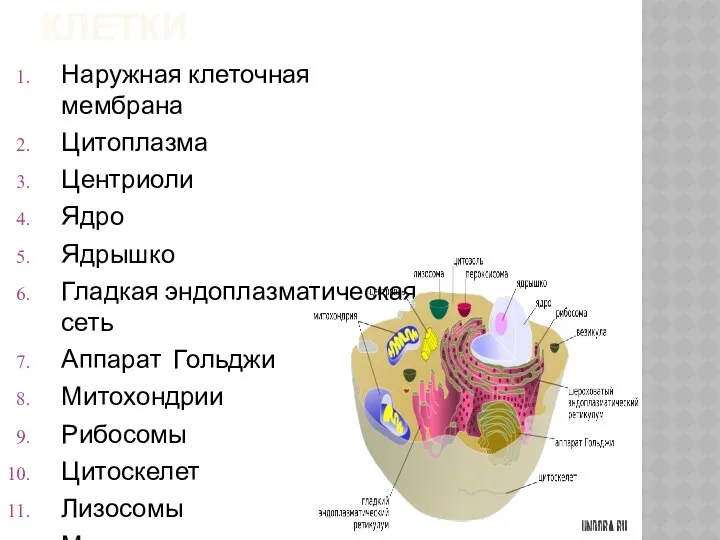 Состав животной клетки Наружная клеточная мембрана Цитоплазма Центриоли Ядро Ядрышко Гладкая