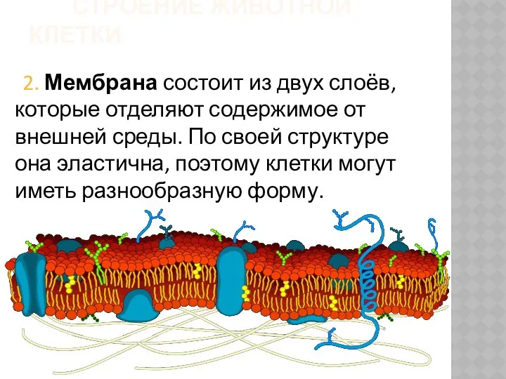 Строение животной клетки 2. Мембрана состоит из двух слоёв, которые отделяют