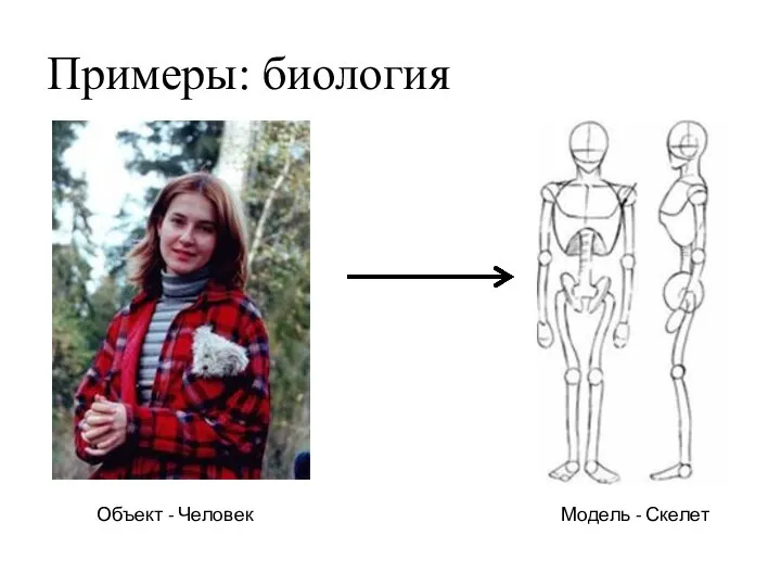 Примеры: биология Объект - Человек Модель - Скелет