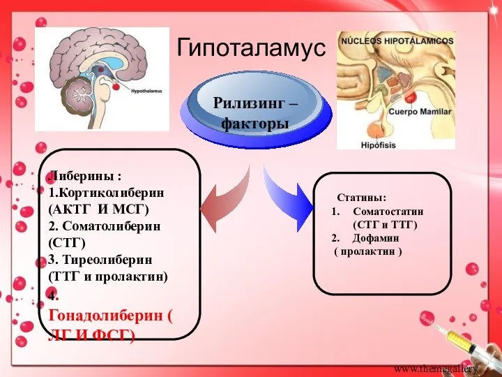 www.themegallery.com Гипоталамус Либерины : 1.Кортиколиберин (АКТГ И МСГ) 2. Соматолиберин (СТГ)