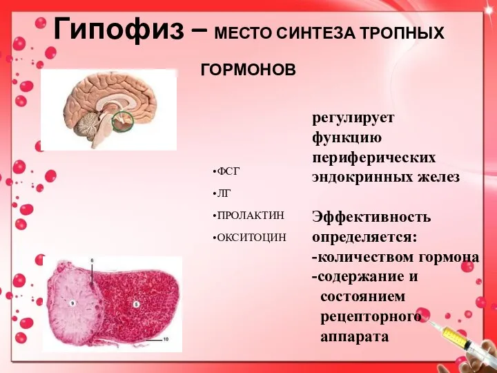 Гипофиз – МЕСТО СИНТЕЗА ТРОПНЫХ ГОРМОНОВ регулирует функцию периферических эндокринных желез