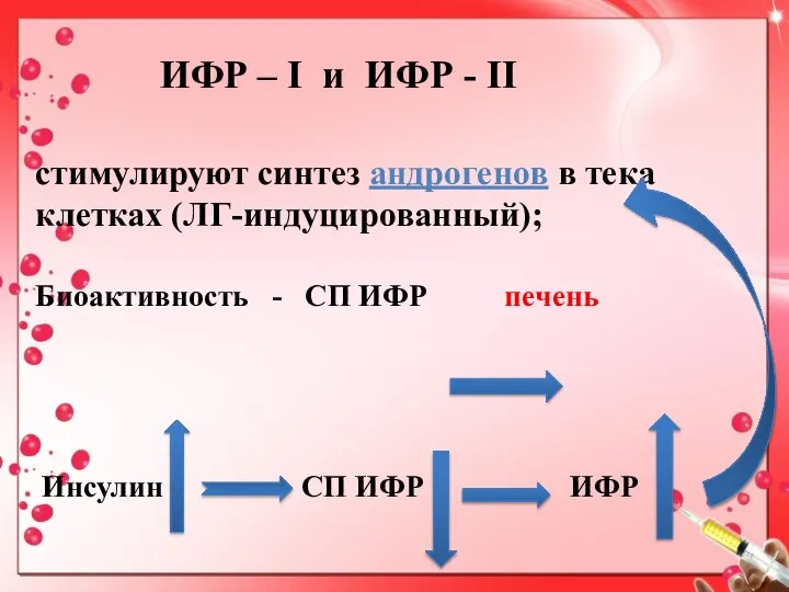 ИФР – I и ИФР - II стимулируют синтез андрогенов в