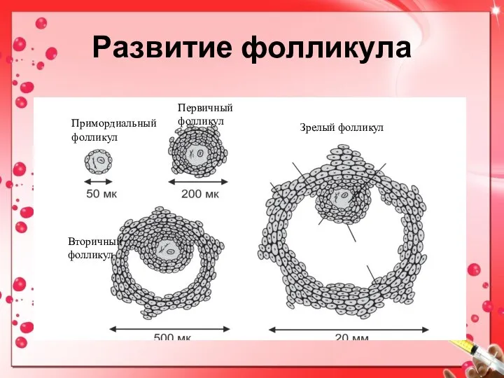 Развитие фолликула Примордиальный фолликул Первичный фолликул Вторичный фолликул Зрелый фолликул