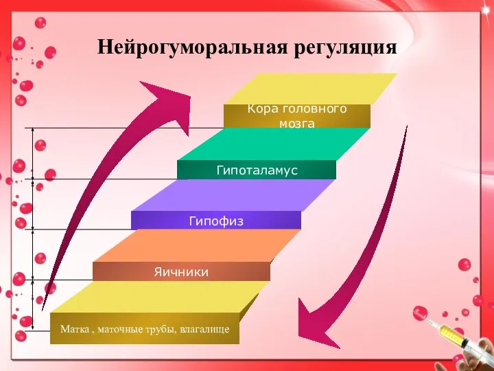 Нейрогуморальная регуляция Кора головного мозга