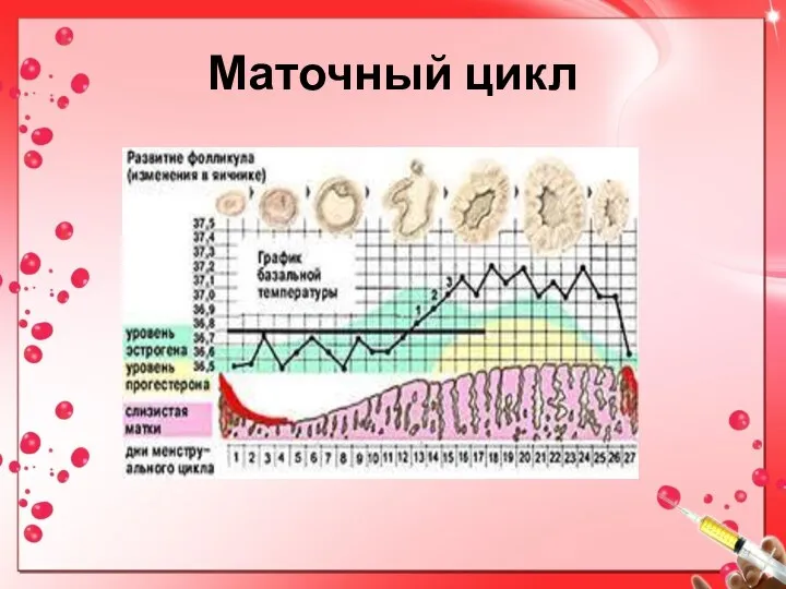 Маточный цикл