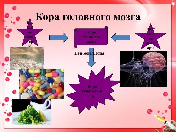 Кора головного мозга Кора головного мозга Внешние факторы Внутренние факторы Ядра гипоталамуса Нейропептиды