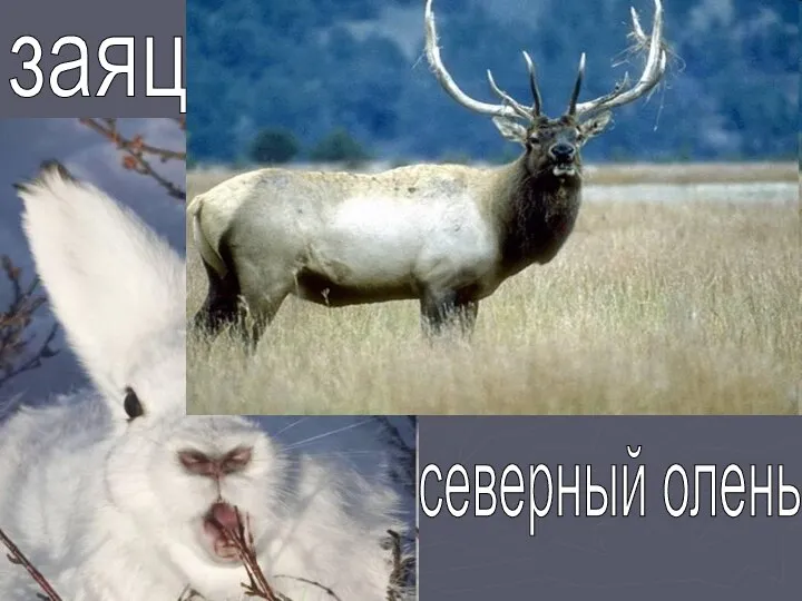 заяц северный олень