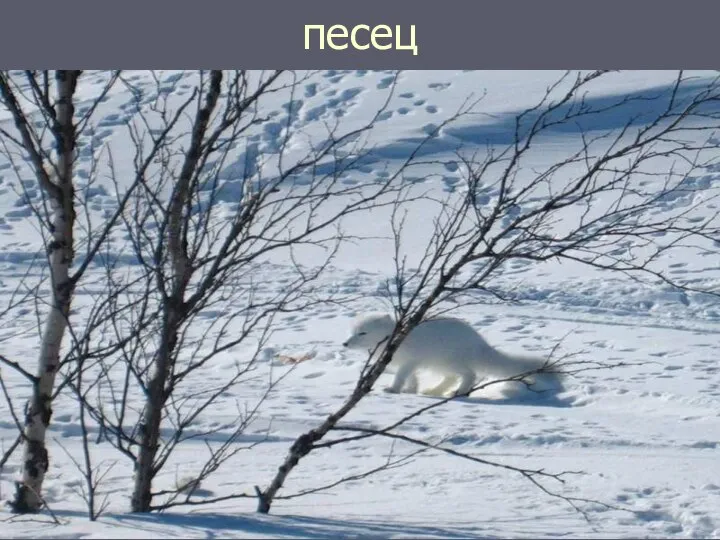 песец