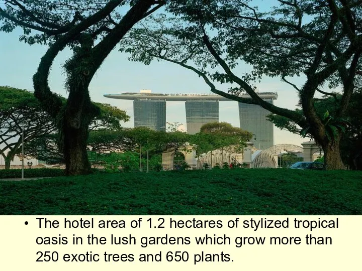 The hotel area of 1.2 hectares of stylized tropical oasis in