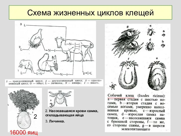 Схема жизненных циклов клещей 2. Насосавшаяся крови самка, откладывающая яйца 3. Личинка. 16000 яиц 2 3