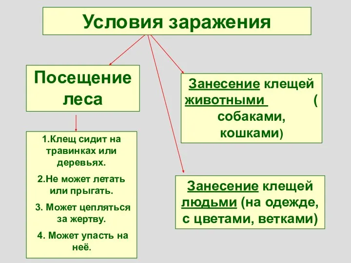 Условия заражения Посещение леса 1.Клещ сидит на травинках или деревьях. 2.Не