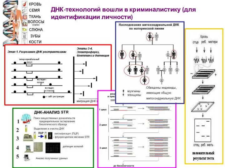 ДНК-технологий вошли в криминалистику (для идентификации личности)