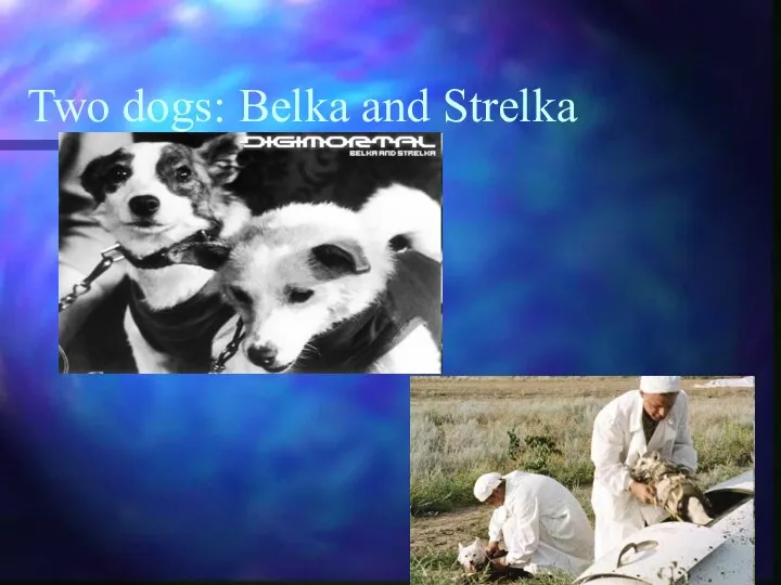 Two dogs: Belka and Strelka
