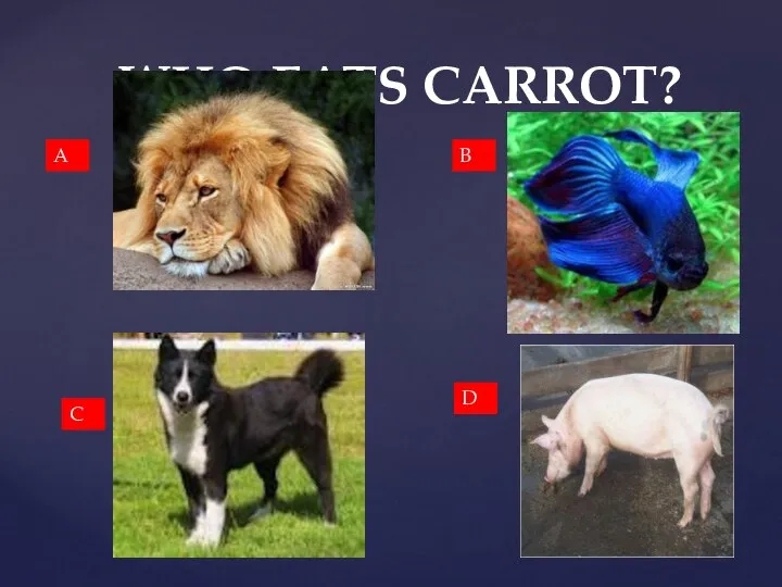 WHO EATS CARROT? A B C D