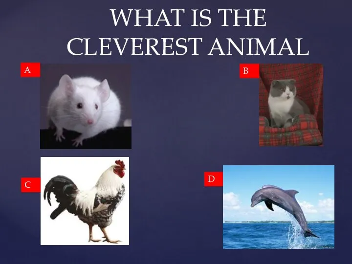 WHAT IS THE CLEVEREST ANIMAL A B C D