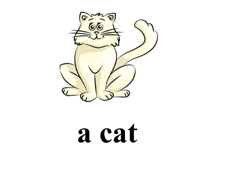 a cat