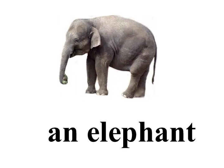 an elephant