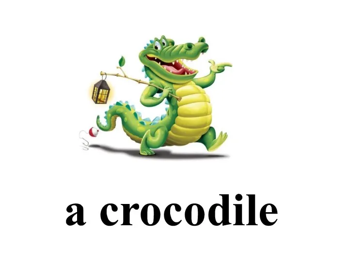 a crocodile