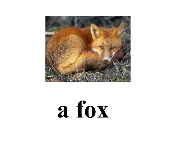 a fox