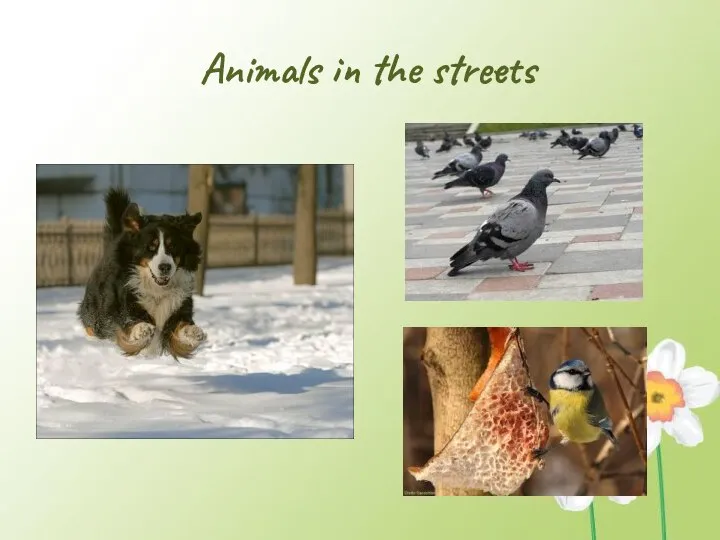 Animals in the streets