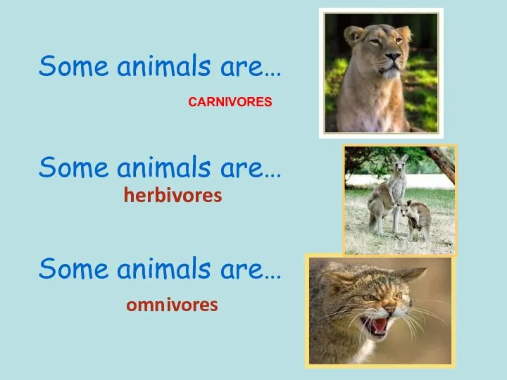 Some animals are… Some animals are… Some animals are… CARNIVORES omnivores herbivores
