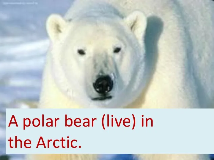 A polar bear (live) in the Arctic.