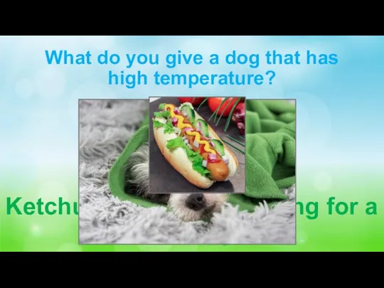 What do you give a dog that has high temperature? Ketchup,