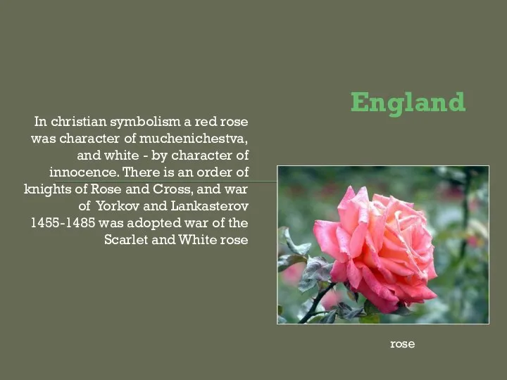 England In christian symbolism a red rose was character of muchenichestva,