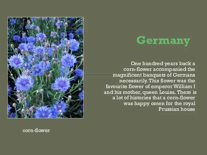 Germany One hundred years back a corn-flower accompanied the magnificent banquets