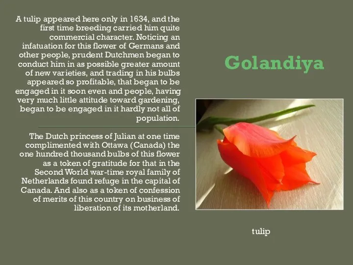 Golandiya A tulip appeared here only in 1634, and the first