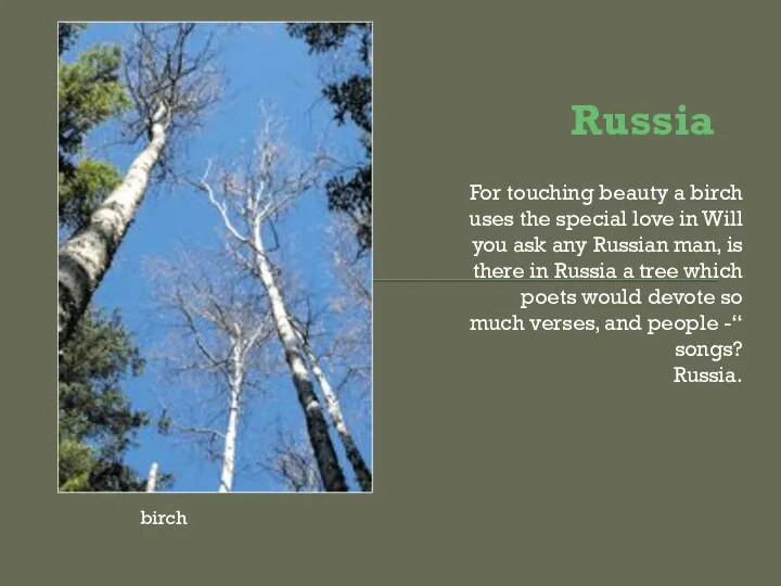 Russia For touching beauty a birch uses the special love in