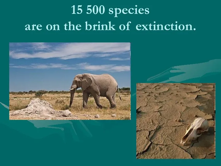 15 500 species are on the brink of extinction.