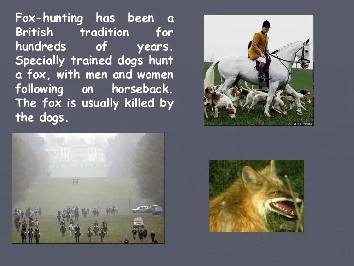 Fox-hunting has been a British tradition for hundreds of years. Specially