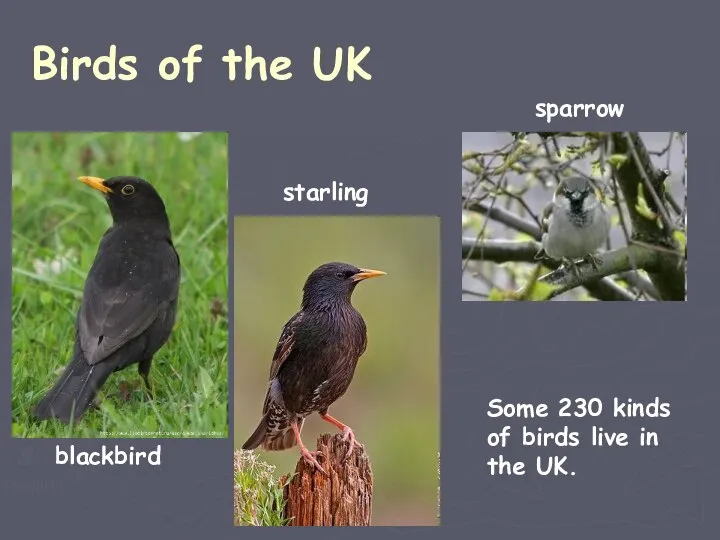 Birds of the UK blackbird starling sparrow Some 230 kinds of birds live in the UK.