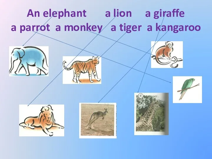 An elephant a lion a giraffe a parrot a monkey a tiger a kangaroo